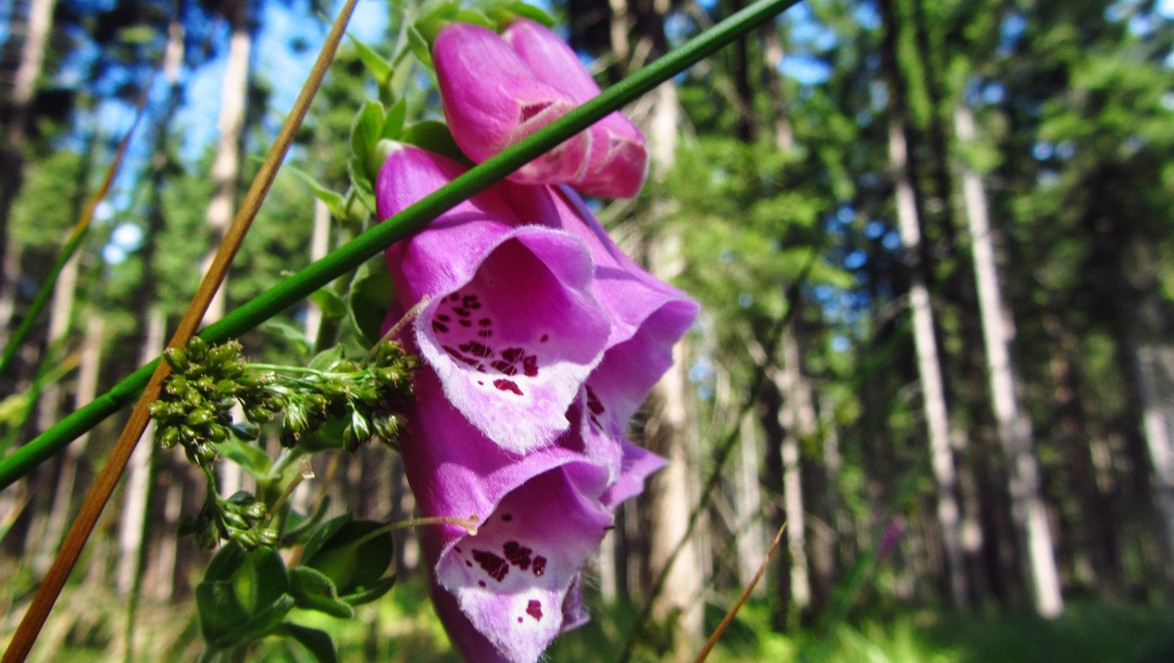 Red foxglove on the ascent to Platte (885 m)
