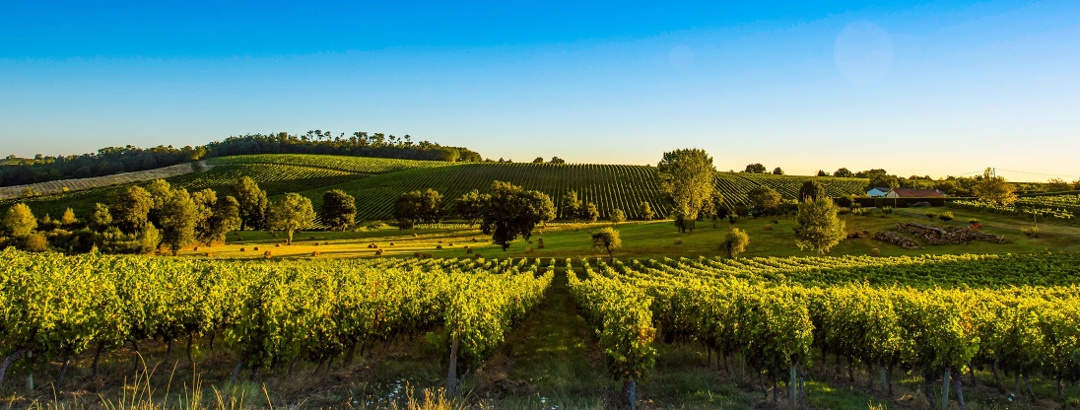 Sunset over the Bordeaux vineyards in France