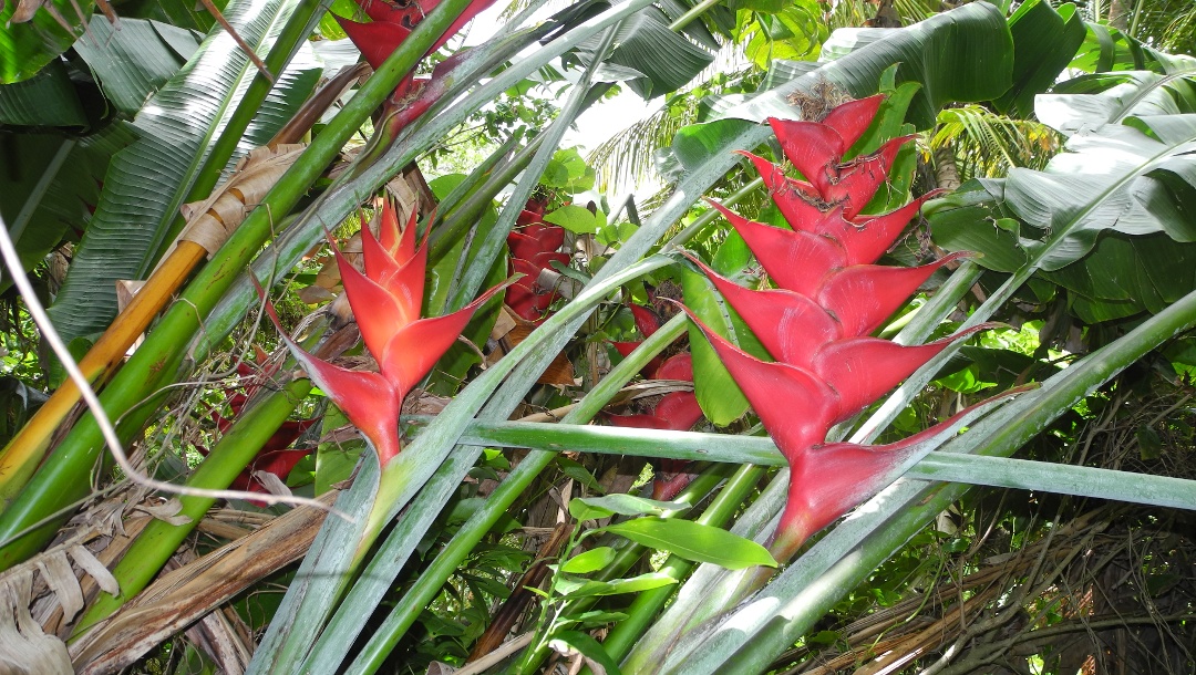 In the gardens near Fond Moulin