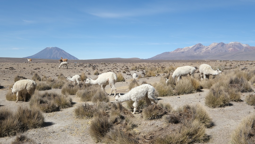 On the way there, you will repeatedly encounter guanacos and vicuñas on the high plateau